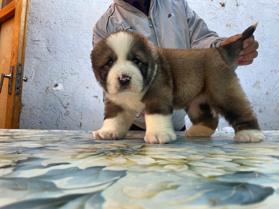 Щенок Алабая ( Супер Гигант ) девочка