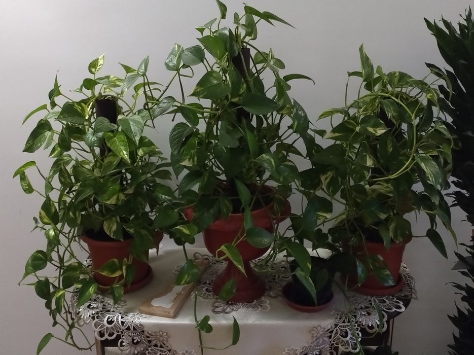 Plante de vânzare