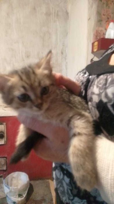 Отдам котят в добрые руки