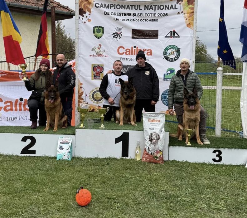 Femela ciobanesc german cu pedigree top