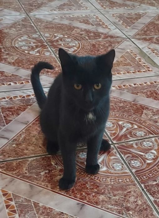 Donez pisicute in varsta de cateva luni