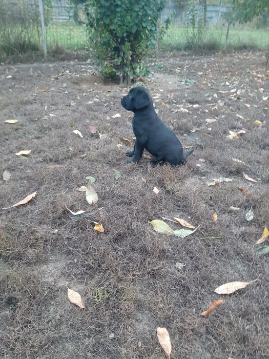Cane corso negru