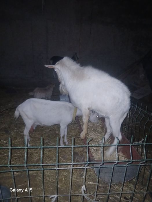 Zanin zotli taka sotiladi