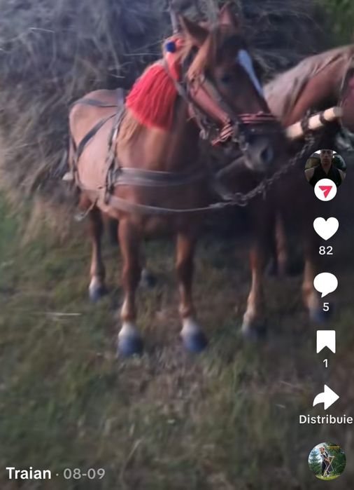 Iapa 4 ani de vânzare