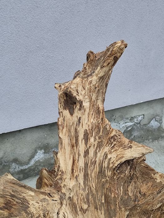 Rădăcină de stejar ,ornamental