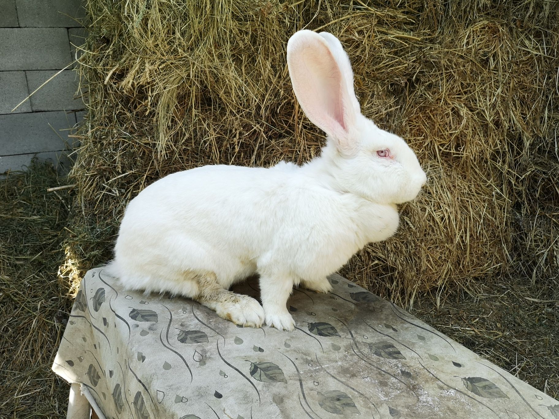 Продам Кроликов породистых Цена договорная