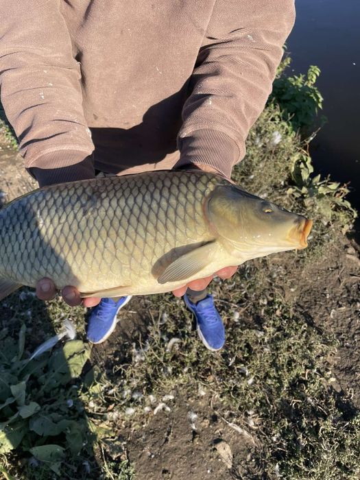 Шаран от 2кг до 3кг