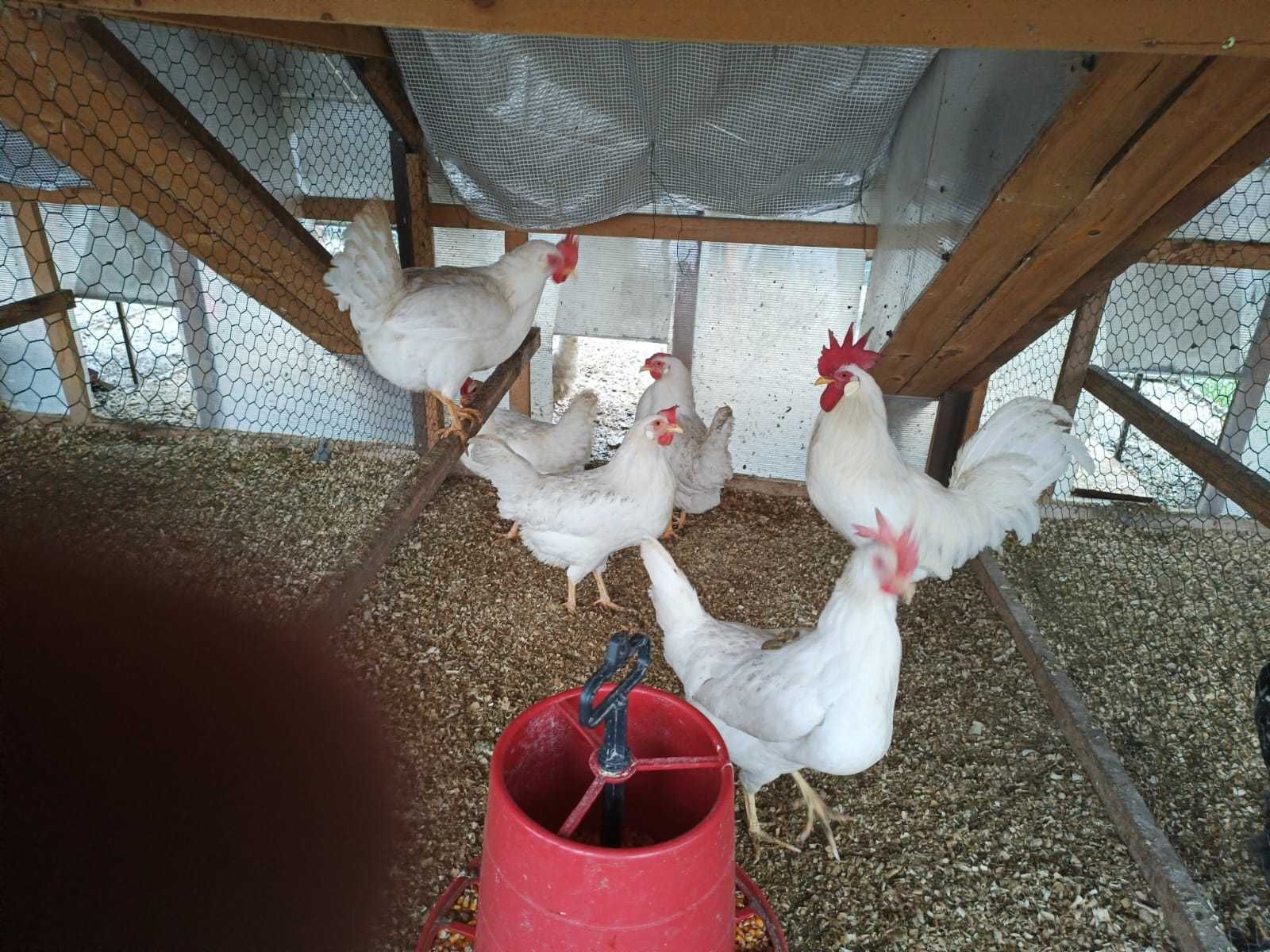 Oua pentru incubat ,gaini de rasa