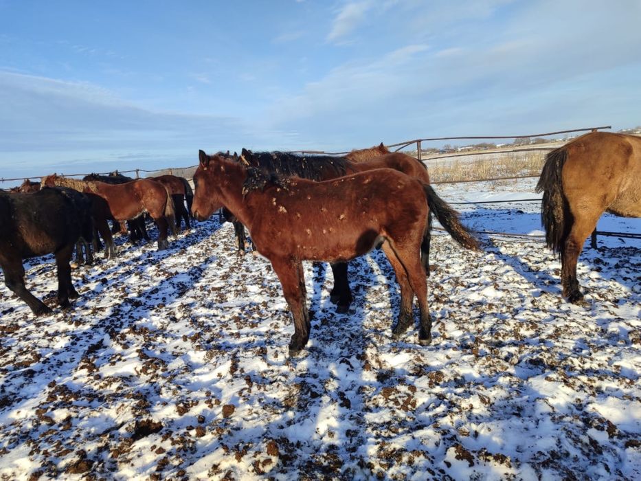 Продам жеребчик