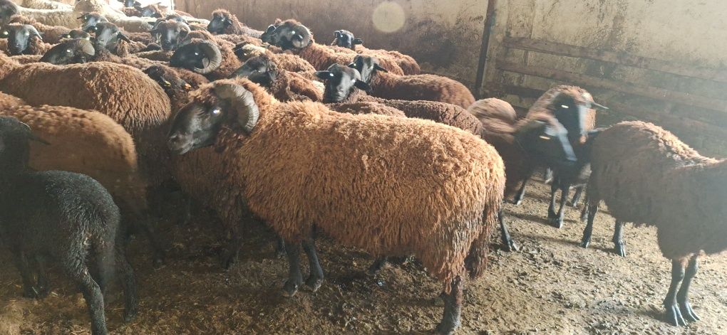 ВАРНА Продавам овце за клане