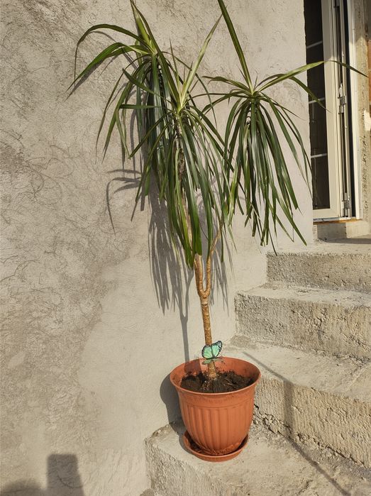 Dracaena Marginata Zamioculcas Cycas Revoluta Schefflera