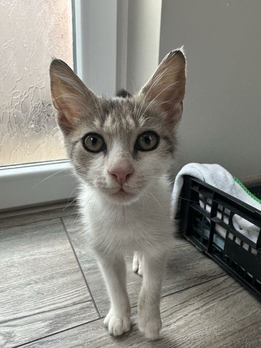 Търси се дом за мъничко котенце (около 2 месеца)