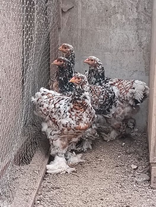 Brahma porțelan/ negru și negru bobat