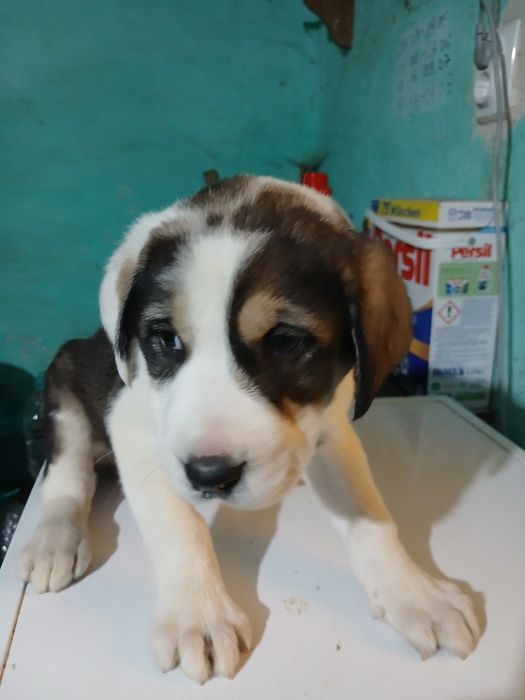 Femela asia centrala 6 săptămâni