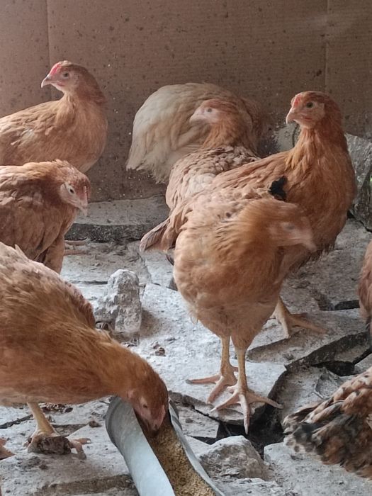 Puicuțe disponibile