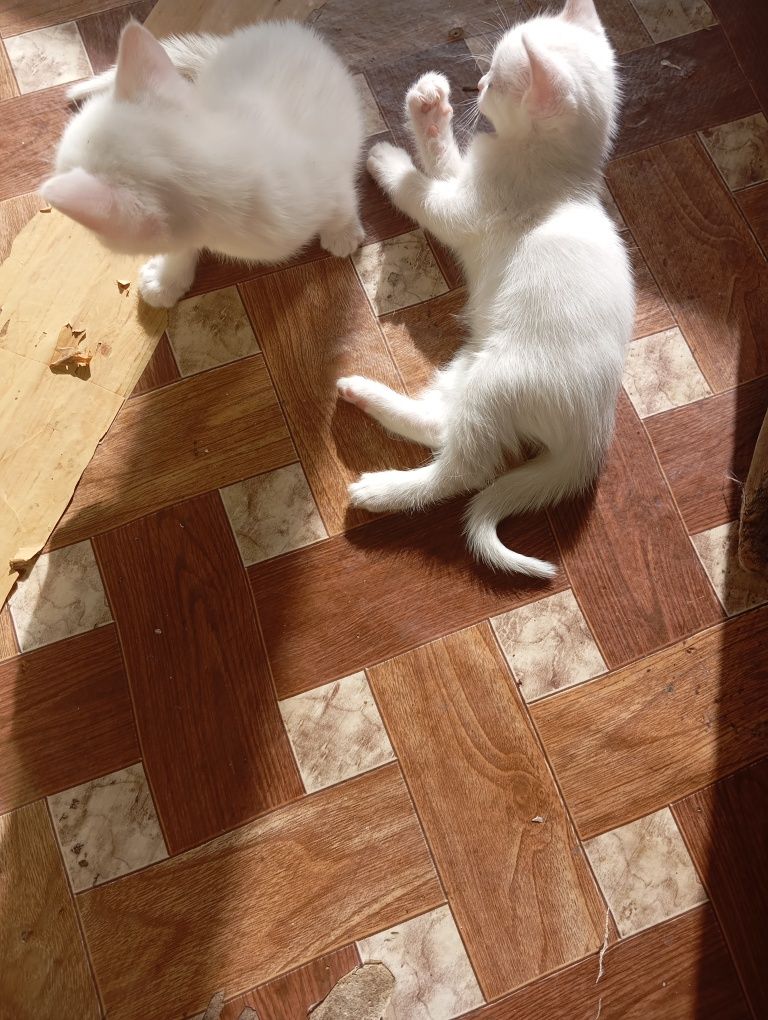 Продаются котята