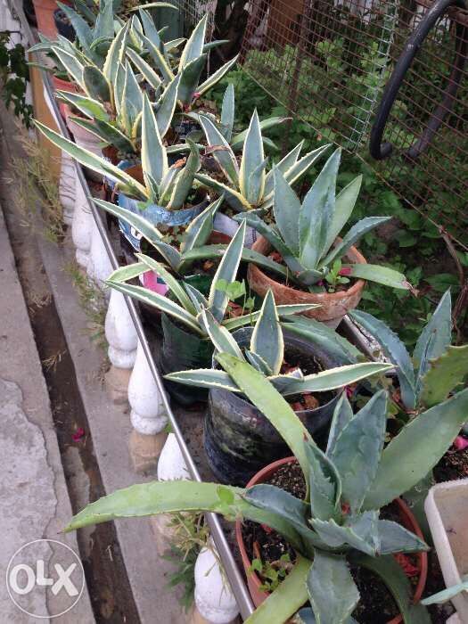 Plante Agave Americana 25 RON