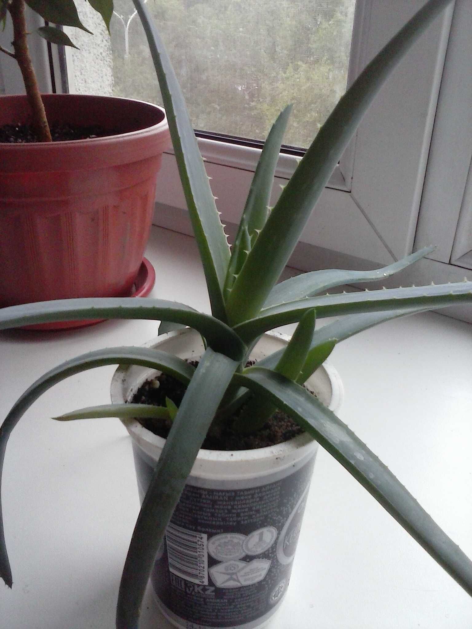 Алоэ Вера лечебное растение