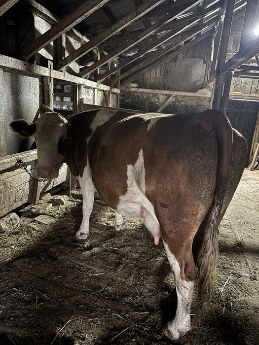 Vaca baltata cu origini