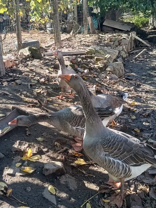 Vând gâște și gâscan