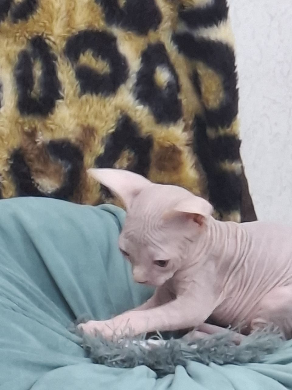 Котята Сфинкс продаютца