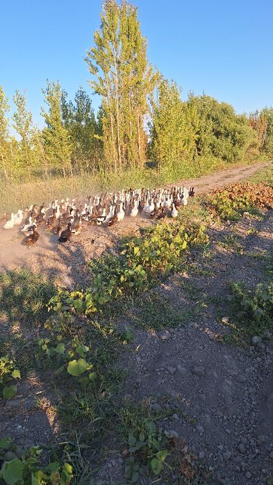 Урдак сирошни сотилади олайдиганларга арзон оптим нархларда