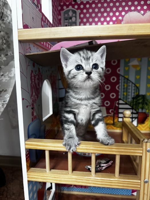 Шотландские котята