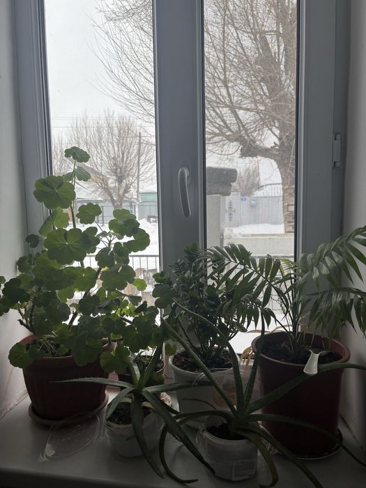 Все комнатные цветы за 20000 отдам