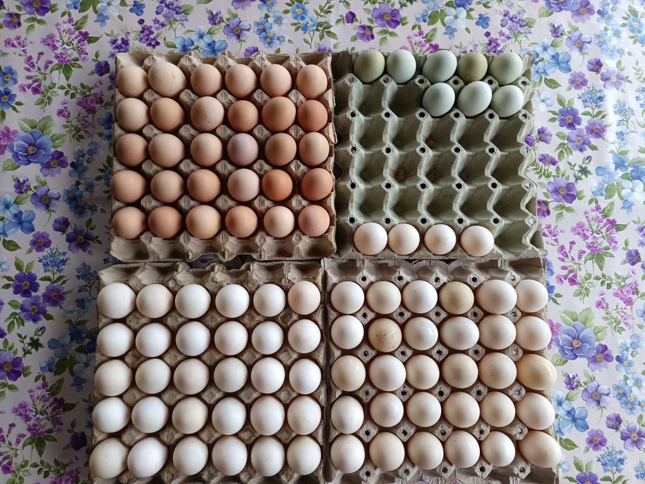 Oua de rață și de găină