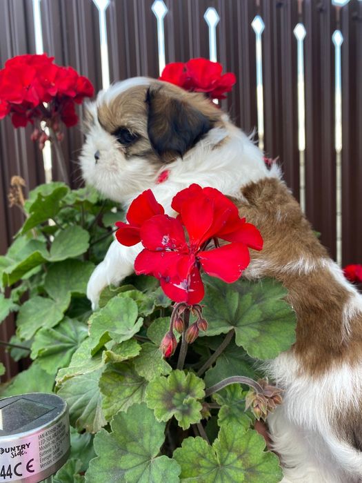 Shih-tzu talie mică