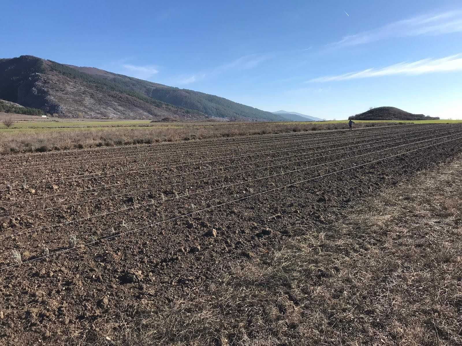 Butasi lavanda sevastopolis campania2024 -2025