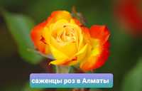 Саженцы роз в Алматы