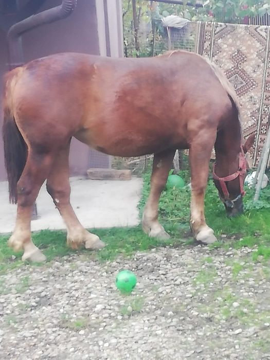Vând o mânză grea deosebit de frumoasă