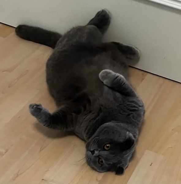 Вязка. Скоттиш фолд
