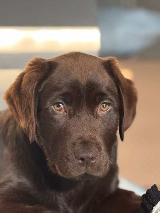 Labrador ciocolatiu Pedigree