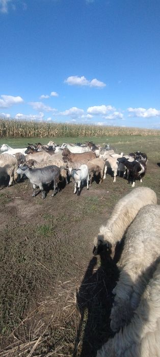 Caută alt domiciliu