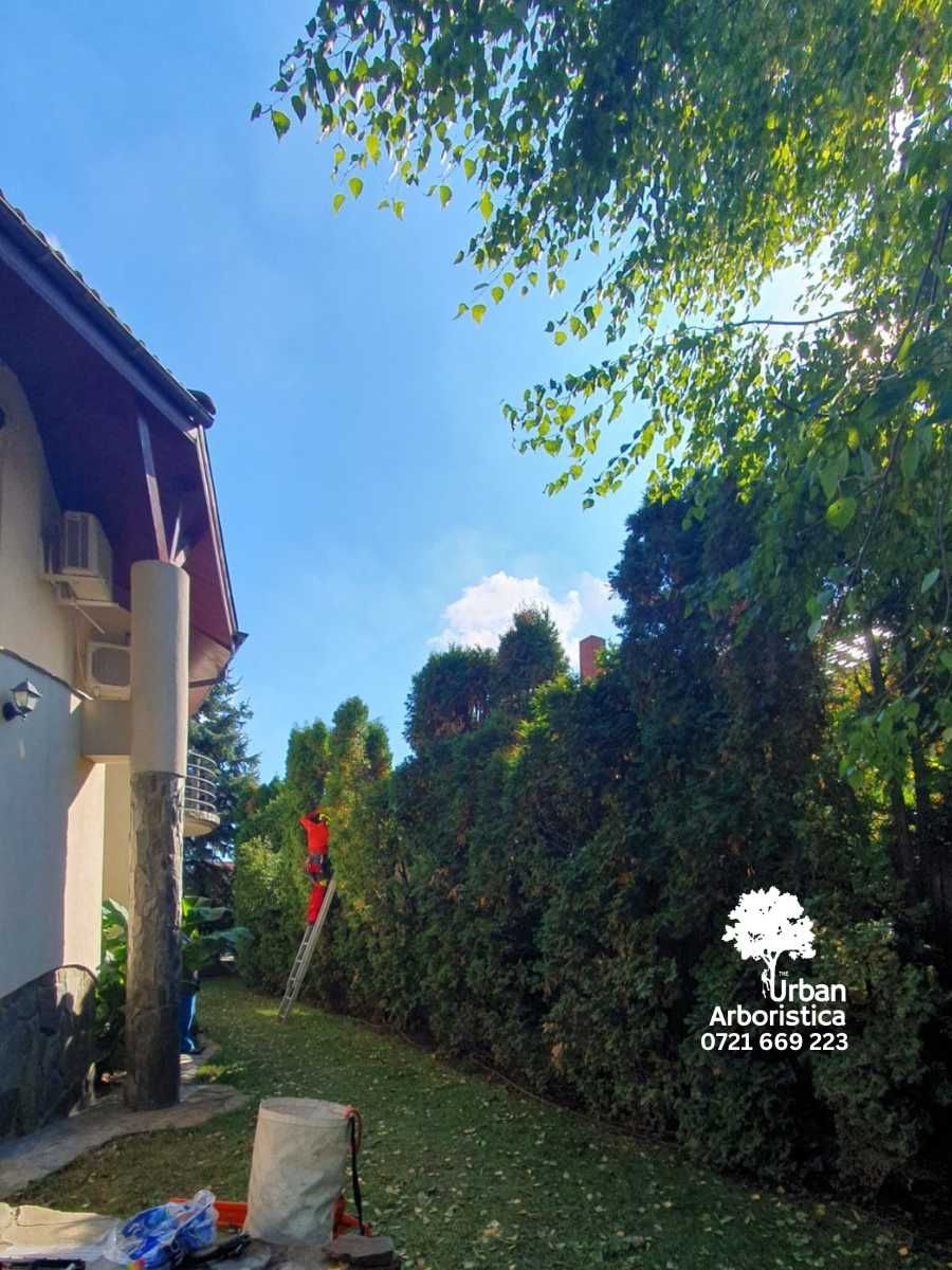 Tuns Gard Viu Tuia Leylandii La Orice Înălțime - Cluj și Împrejurimi
