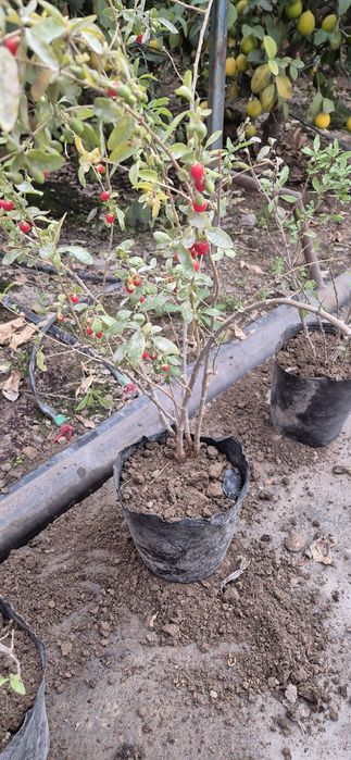 Ягода годжи кучатлари сотилади