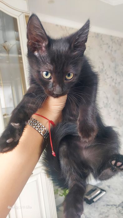 Бесплатно. Котята