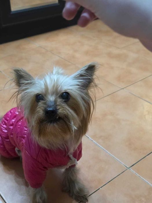 Отдам собаку в добрые руки