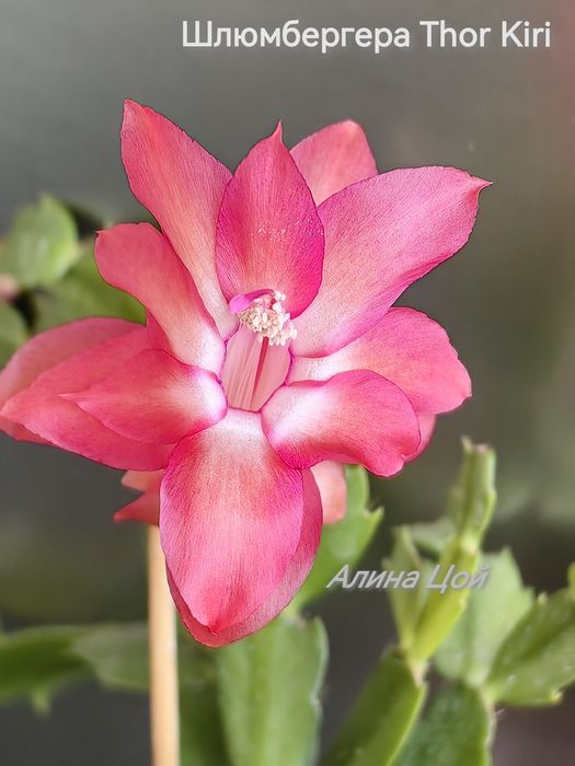 Сортовая шлюмбергера (декабрист) Thor Kiri