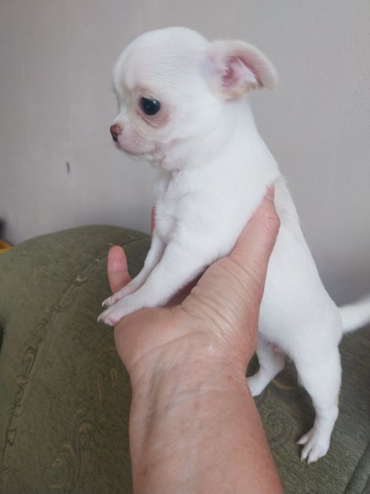 Продавам чихуахуа