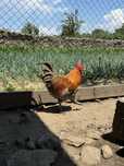 Marans Familie 7+1, 800 lei