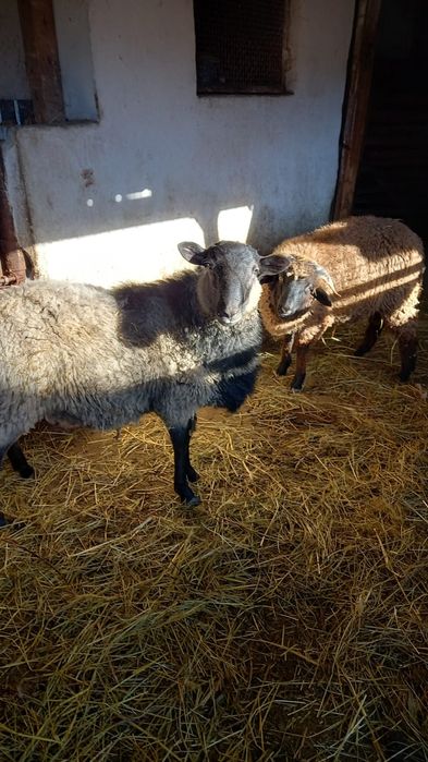 Vând sau schimb berbec Romanov