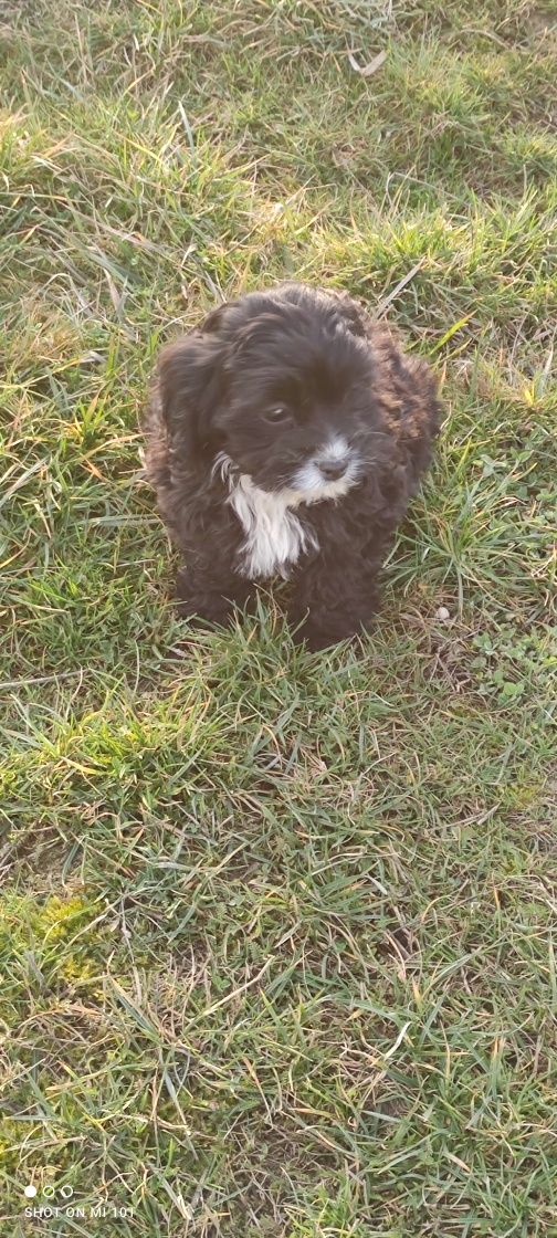 Cățelușă cavapoo