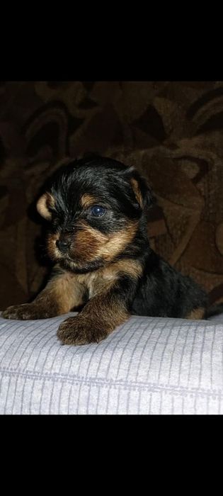 Yorkshire  Terrier