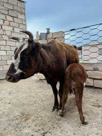 Сауынды сиыр сатылады күніне 5-6 литр сүт береді, ұрғашы бұзауы