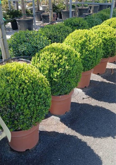 Plante ornamentale de diferite varietatii