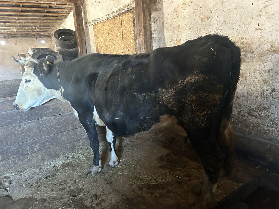 Крс коровы бычки