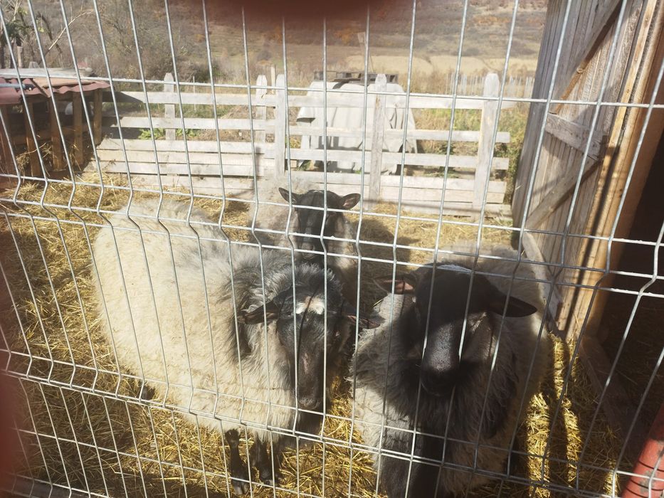 Vând berbeci romanov